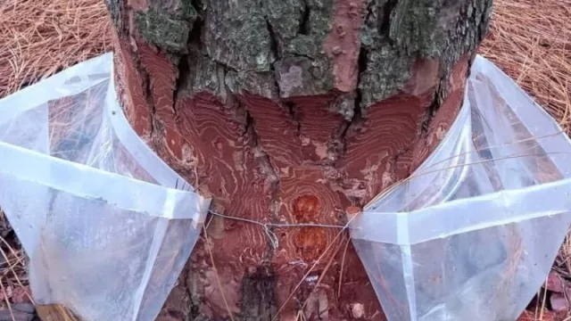 Corrientes cuenta con más de 40.000 hectáreas destinada a la producción de resina que crece como alternativa de inversión