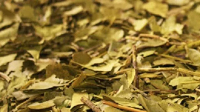 El consumo de la yerba mate se expande cada vez más en el mercado exterior