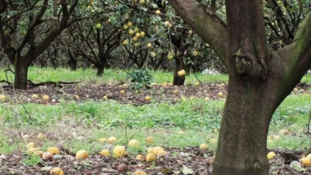 Crisis en la producción cítrica en Misiones: 1.5 millones de kilos de limón perdidos y 200.000 de naranjas que sobrepasaron la maduración
