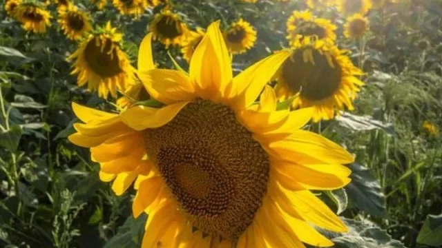 La superficie sembrada de girasol en la nueva campaña se incrementó en un 38% aproximadamente (Entre Ríos, Corrientes y Este de Chaco protagonistas)