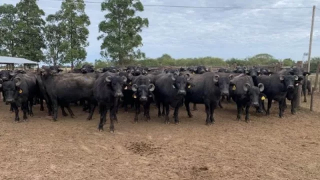 La UNNE transfiere al sector productivo biotecnología reproductiva en búfalos