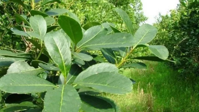 La Provincia de Corrientes amenaza con demandar a Nación por resolución que limita la producción de yerba