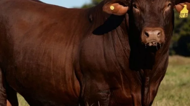 Se viene otra edición del Pro a Pro, un clásico de la ganadería del norte