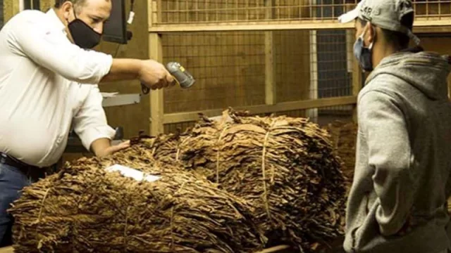 El Soberbio es el mayor productor de tabaco Burley de Misiones