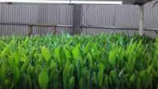 Forraje verde hidropónico en el INTA Corrientes