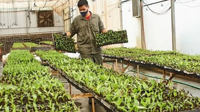 Biofábrica Misiones se consolida como la proveedora de vitroplantas de banano para la principal zona productora de NOA
