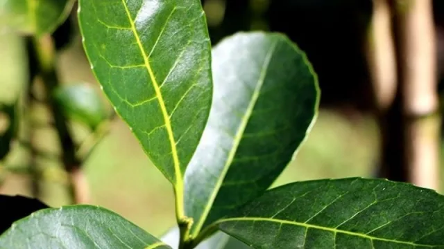 Corrientes rechaza las limitaciones del Inym a nuevas plantaciones