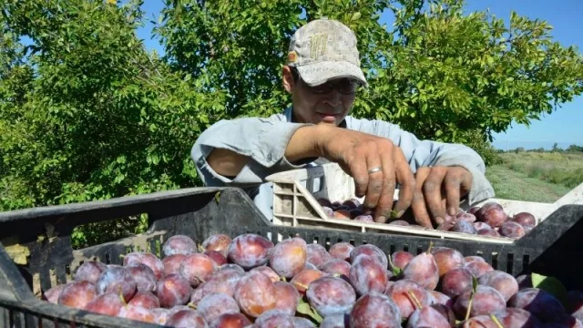 Productores y secaderos de ciruela serán censados para optimizar la industria