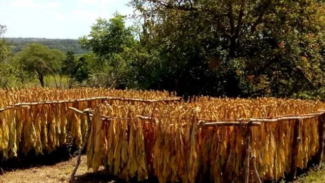 Buscan recuperar la cuenca del tabaco Virginia en Misiones