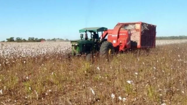 Etapa final para la cosecha algodonera en el Chaco