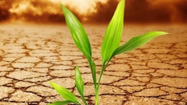 En el Día Mundial del Medioambiente la ciudad de Resistencia participó de un nuevo encuentro de la Alianza de Ciudades por el Clima