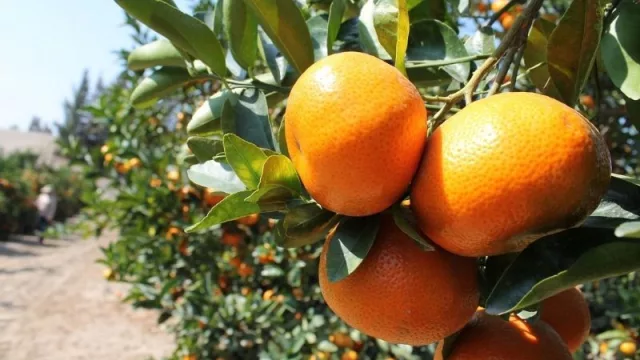 Mandarina, la fruta de buena demanda a la que no se le saca el jugo (falta mayor producción)