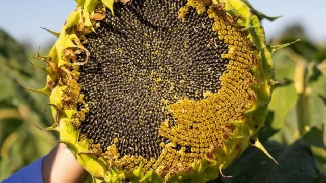 NK inicia la campaña girasolera para el NEA con los híbridos que lideran el mercado