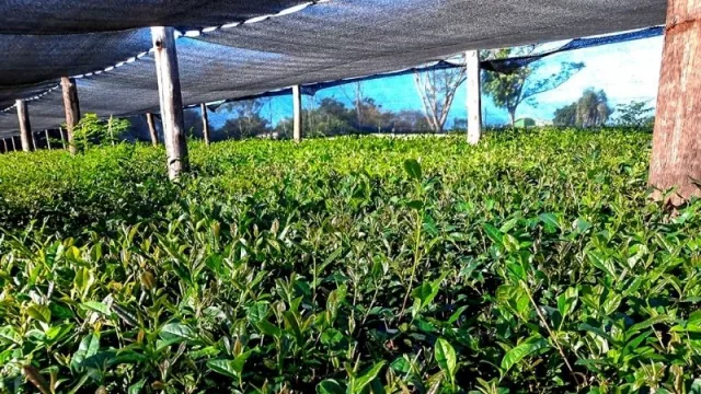 En Misiones están iniciando la producción de Té Matcha que se distingue de las demás variedades por concentrar aún más sus propiedades