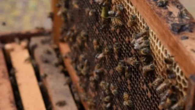 La Provincia del Chaco se consolida como principal productor de miel orgánica del país