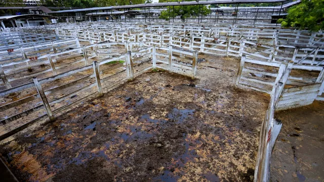 En una década el país perdió u$s 30.700 millones en activos ganaderos