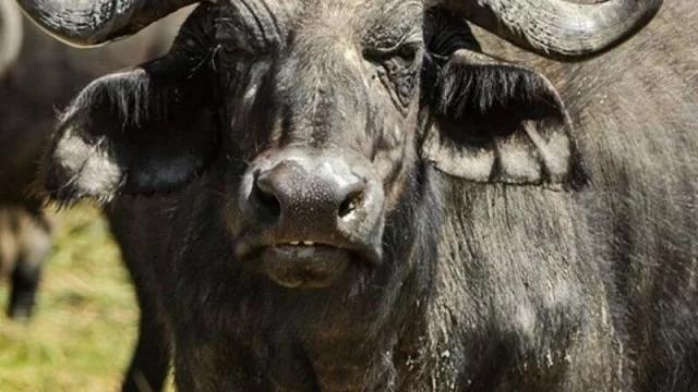 La producción bubalina va ganando terreno en Corrientes y la región (se busca sumar productores y lograr una oferta permanente de bubillos terminados)