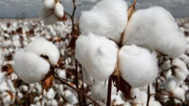 Con el programa “Semilleros de Algodón” buscan expandir y/o mejorar la producción y rendimiento por hectárea de los campos chaqueños