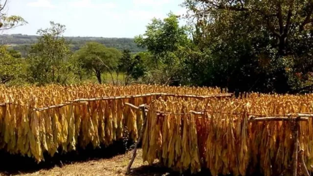 Los cambios en el mercado del Tabaco obligan a replantear algunas estrategias en Misiones