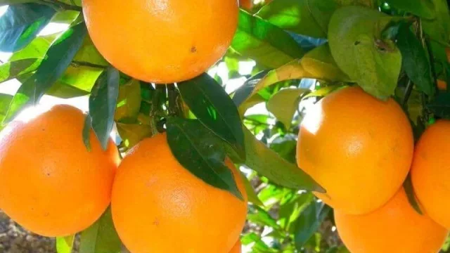 El estudio de la Cámara de Exportadores (CERA) toma en cuenta las actividades de las empresas argentinas en los últimos 10 años