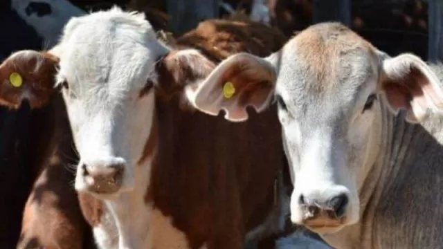 Chaco avanza en la implementación del Plan Ganadero 2030 con nuevas acciones e incentivos para aumentar la producción cárnica