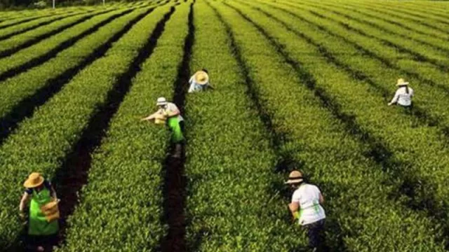 Las Chacras misioneras mantienen su crecimiento pese a la pandemia 