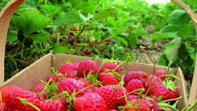 Con nueva variedad y más superficie proyectada, arranca en el Chaco la plantación de Frutilla 2021