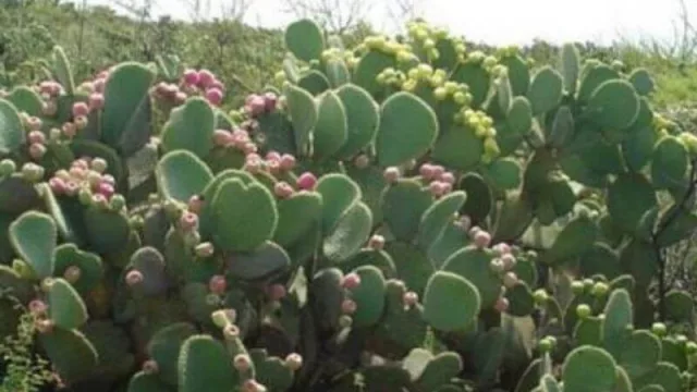 El optimista del cultivo: Productor de Los Frentones cultiva 75 variedades de tunas, dátiles y aloe vera en su campo