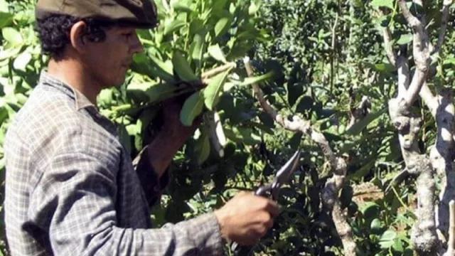 Pequeños productores de yerba se unen para industrializar en Corrientes la hoja verde