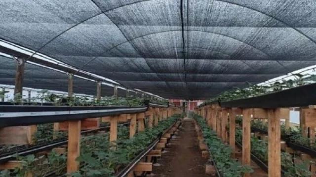 Empresa familiar misionera que se vio obligada a reconvertirse por la pandemia, ahora es la más importante en el cultivo de frutillas