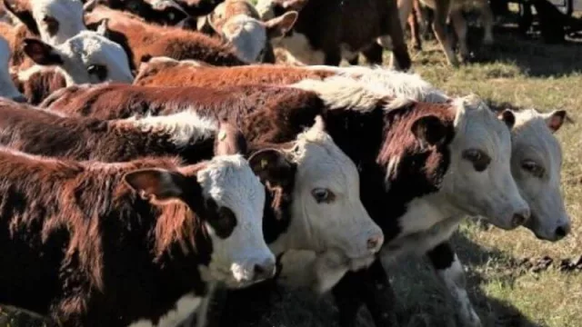 Remates ganaderos chaqueños serán 12 subastas este año y más de 700 pequeños productores beneficiados