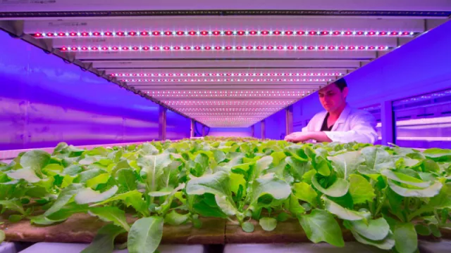 No solo los pollitos bebé crecen con luz... ¡las plantas también! Signify presenta su modelo y planes para la región