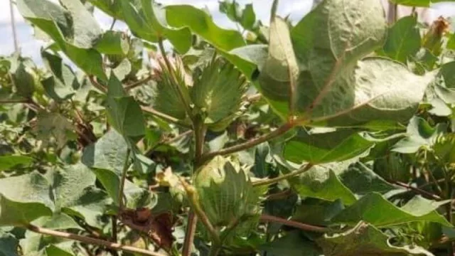 Realizan inoculaciones en semilleros de algodón para mejorar los cultivos chaqueños 