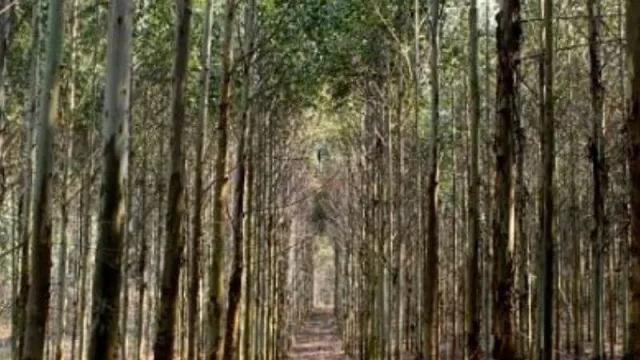 Claudio Terrés y las oportunidades de la Argentina para atraer inversiones por US$ 7.000 millones (en el sector foresto-industrial)