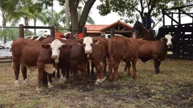 Concentración y Concurso de Terneros del NEA (a cargo de Colombo y Magliano SA)