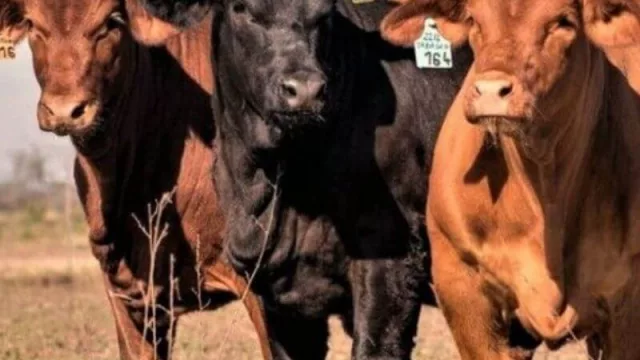 El Norte Grande avanza en un acuerdo para desarrollar la cadena cárnica bovina