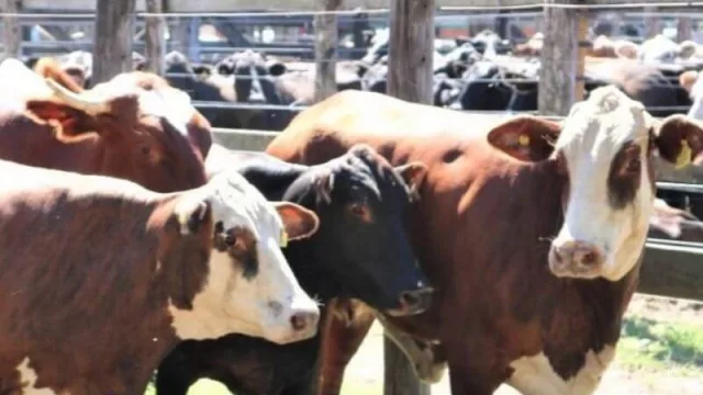 Los Remates Ganaderos potencian las herramientas para beneficiar a más productores chaqueños 