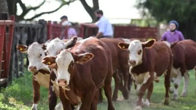 Expo Feria del Ternero Correntino: referentes pusieron énfasis en las principales problemáticas que atraviesa el sector