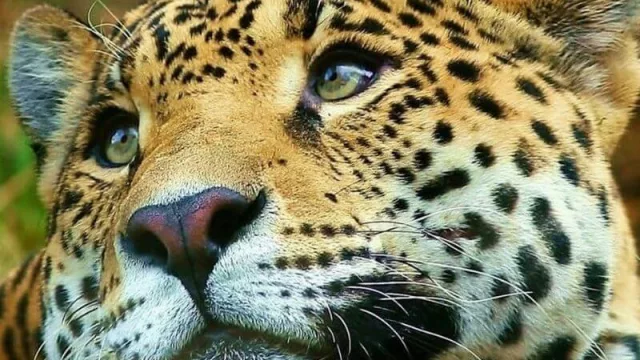 Las nuevas tecnologías de monitoreo, claves en la recuperación de yaguaretés en el Iberá