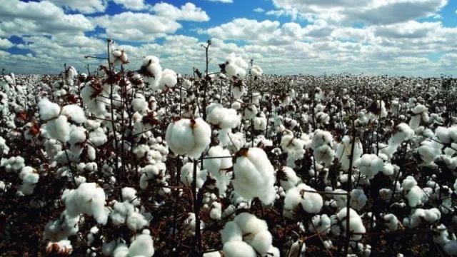 El MERCAL otorgará transparencia y mayor rentabilidad al sector algodonero chaqueño