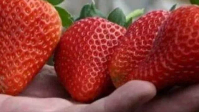 El Grupo Danone utilizará frutillas chaqueñas en sus productos (a través de 35 productores de la cooperativa “Desafíos Productivos”)