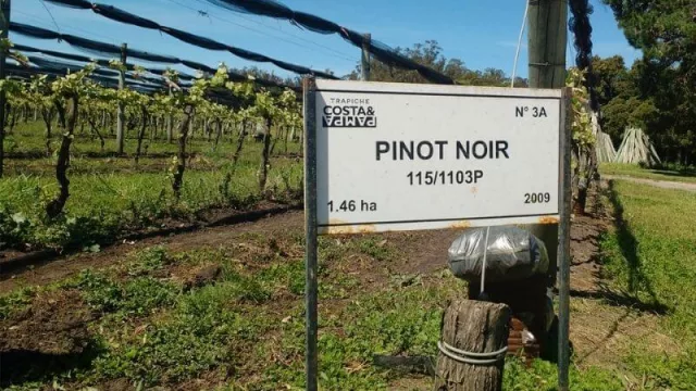 El plan de los vinos argentinos de exportar 1000 M para 2023 se enfrenta a su peor traba