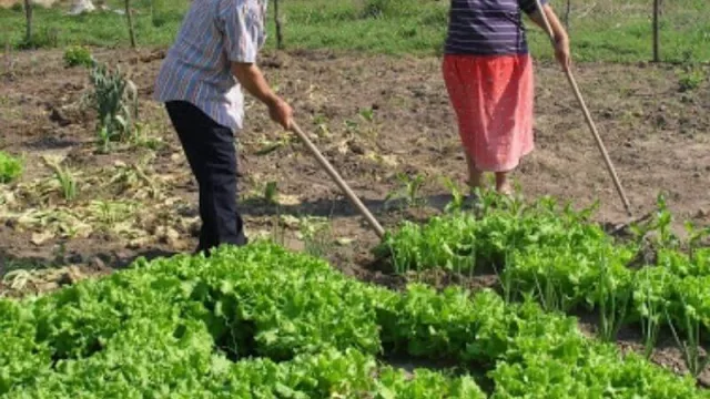 Proyectos y tareas para formalizar la agricultura familiar en Chaco