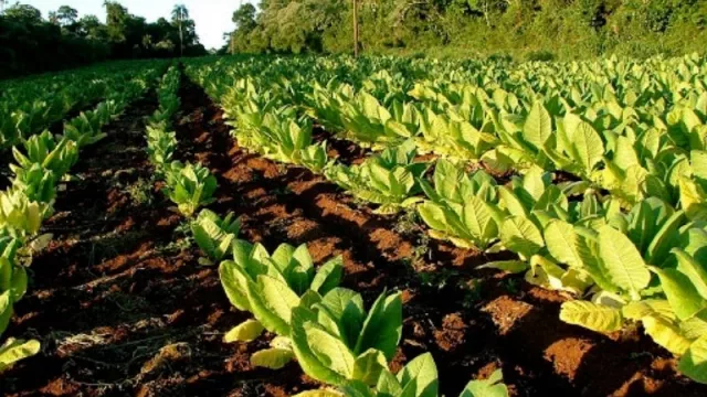 Tucumán recibió una suma millonaria que beneficiará a tabacaleros de la provincia 