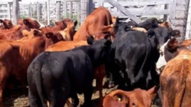 UMC y Haciendas Villaguay arrancan el año con una gran oferta televisada de invernada desde Entre Ríos