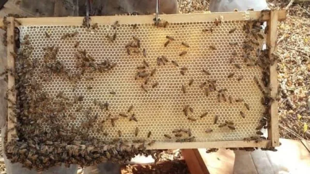 Miel Orgánica del Monte Chaqueño, un producto con calidad de exportación (la Unión Europea el mayor comprador)