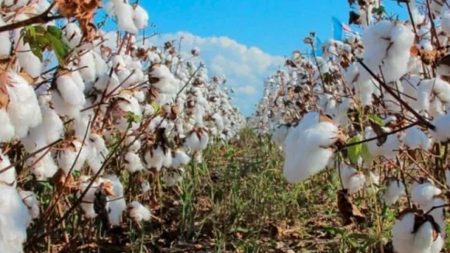 Con la siembra de algodón finalizada, el Chaco retoma el liderazgo a nivel nacional