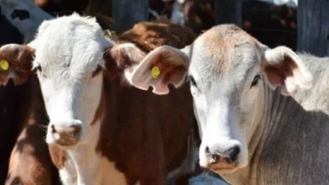 Producción inicia en Margarita Belén la temporada 2021 de Remates Ganaderos Chaqueños