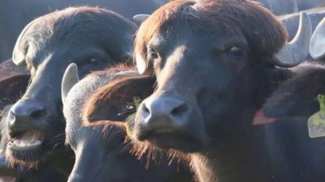 Activan el Programa Federal Para el Fomento y Desarrollo de la Producción Bubalina en Chaco, Corrientes, Entre Ríos y Córdoba