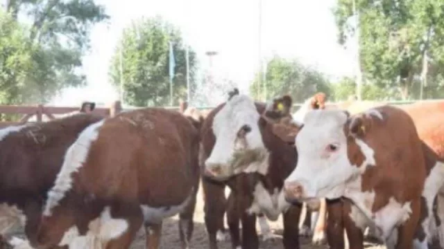 Los remates de la zafra 2021 comienzan con expectativas renovadas